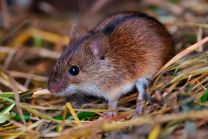 Миша полевка Миша полевка